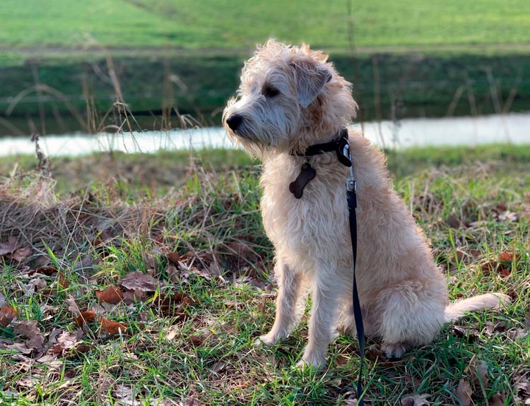 race Smaushund néerlandaise