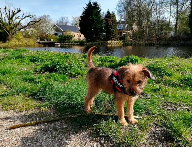 Chiot Smaushund néerlandais