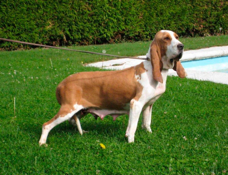 standard de la race du Chien courant espagnol