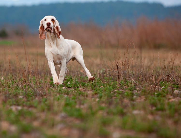 photo de lévrier espagnol