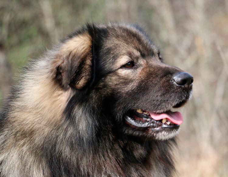 chef du berger du Karst