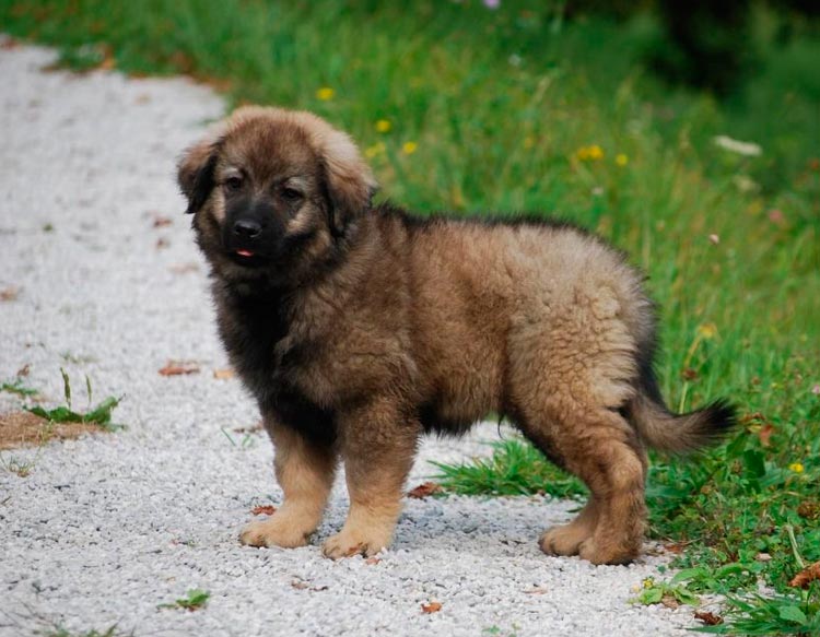 chiot Berger du Karst