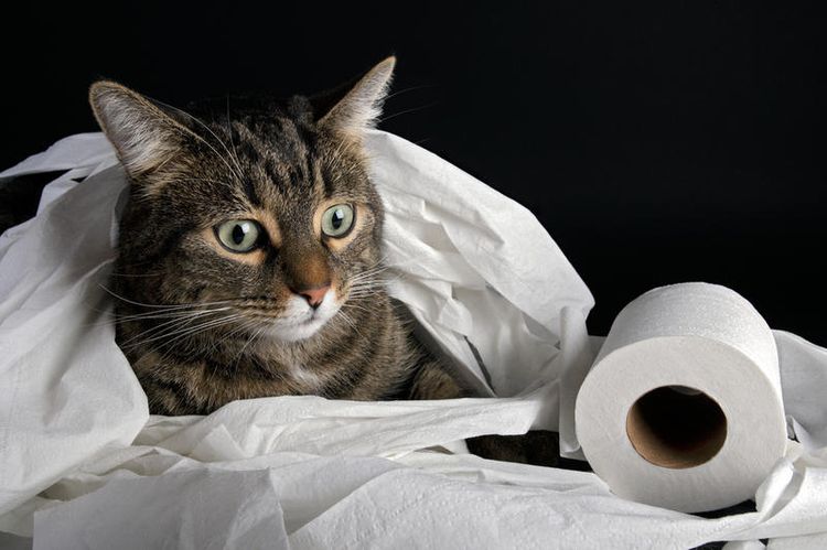 Un chat dans un sac en plastique