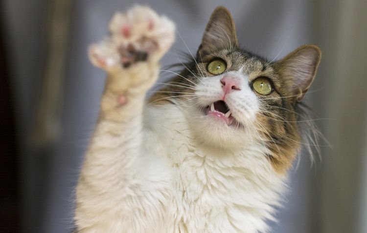 Le chat tend la patte