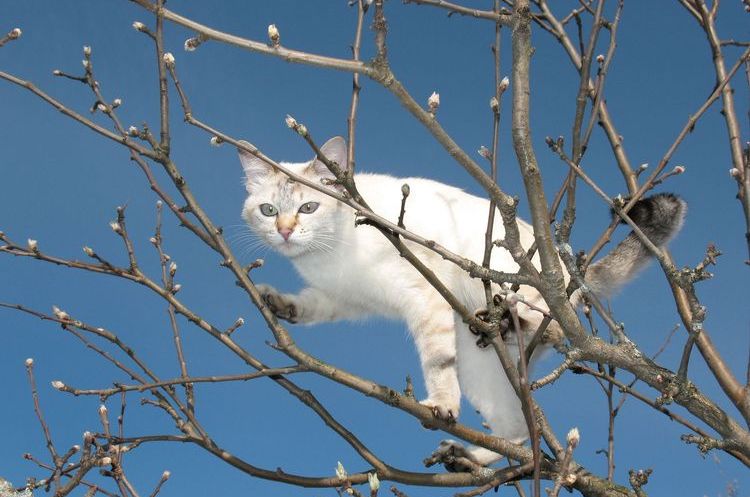 Un chat blanc a grimpé à un arbre