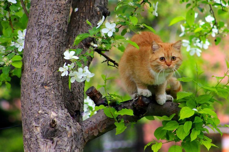 Un chat roux perché en haut d'un arbre