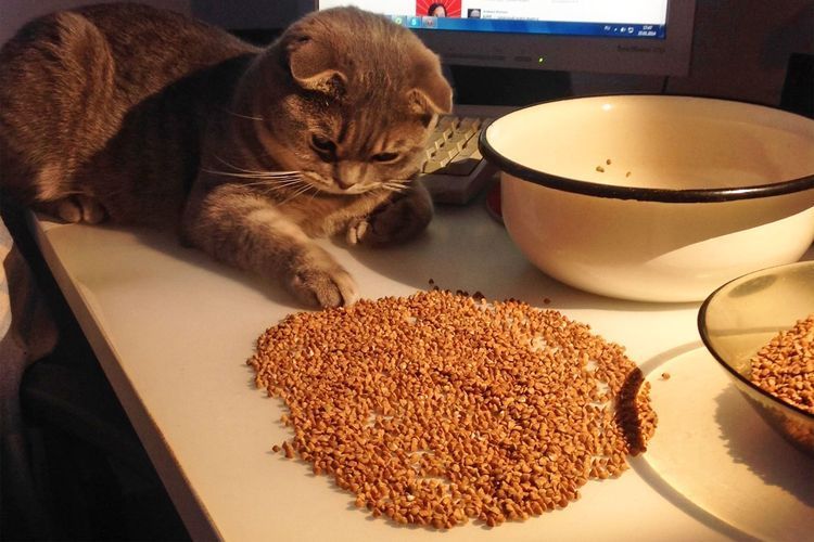 Chat et céréales