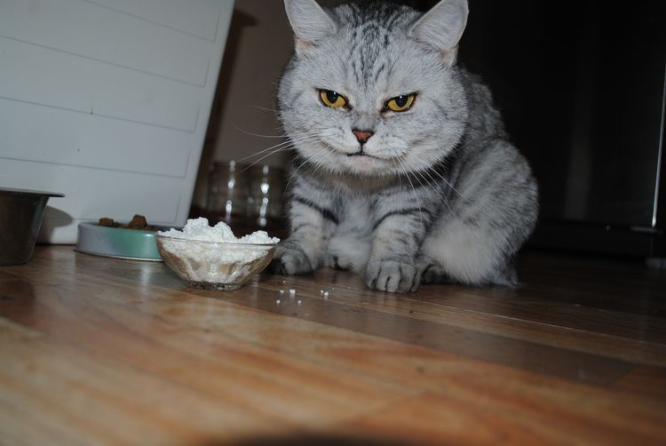 Le chat mange du gruau.