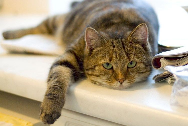 Un gros chat est allongé sur la table