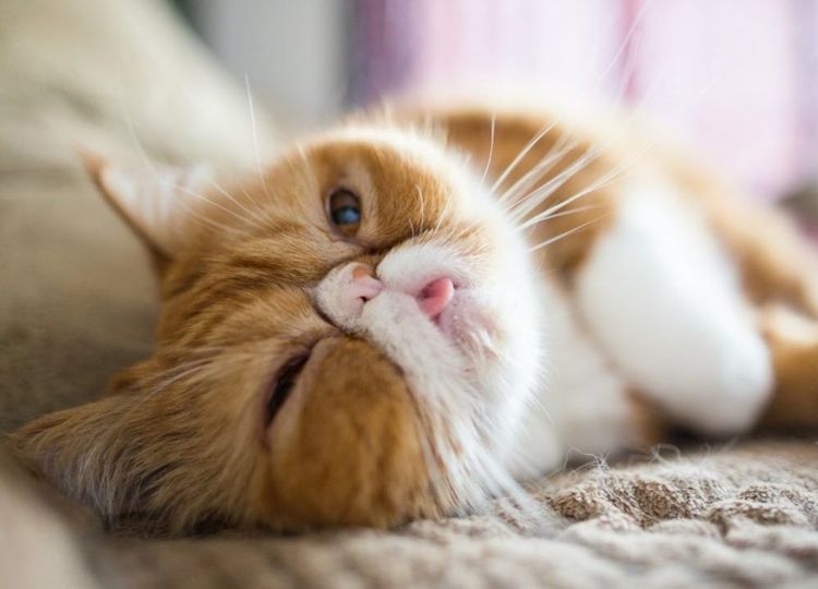 race de chats à face plate 2 Un chat exotique à face plate