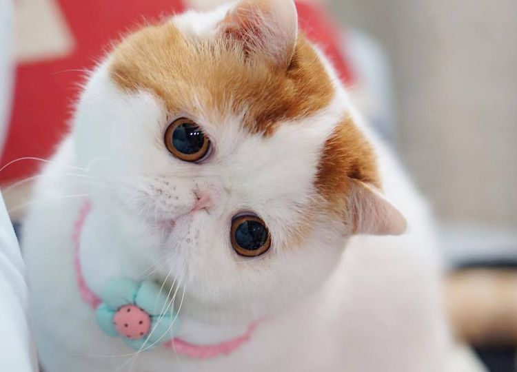 race de chats à face plate 4 Exotique