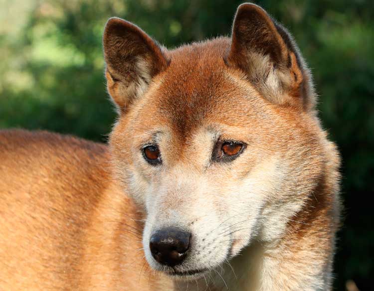 Chien chanteur de Nouvelle-Guinée