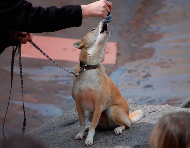 un chien qui chante