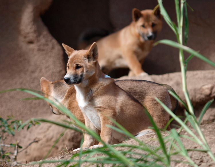 Chiots de chien chanteur de Nouvelle-Guinée