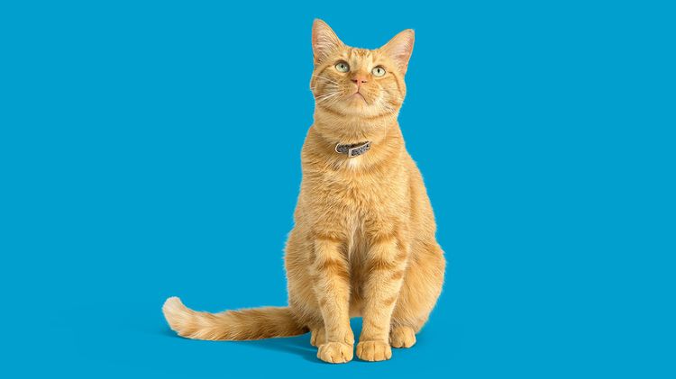 Chat roux sur fond bleu