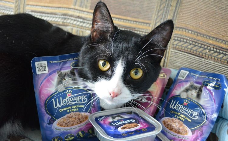 Shermurr chat et nourriture en conserve pour chats