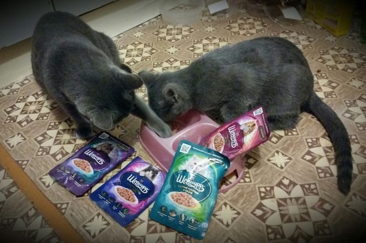 Le chat mange Shermurr