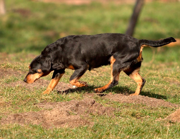race de chien Slovaque copov