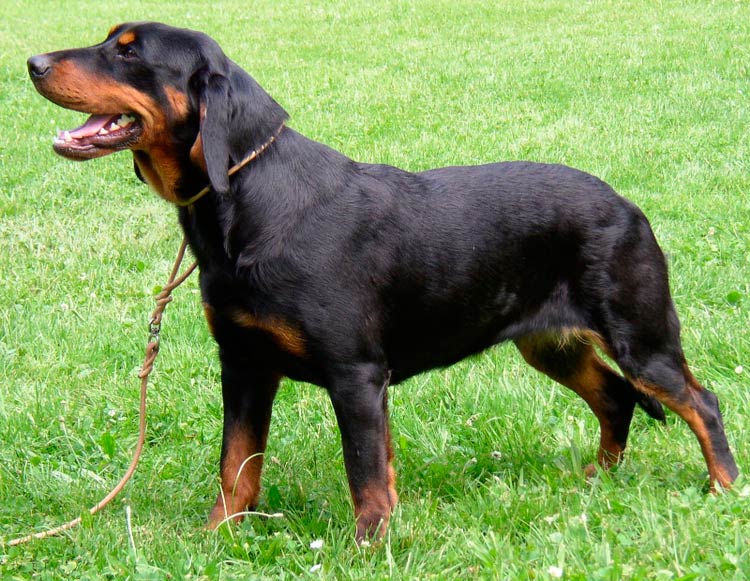 À quoi ressemble un policier slovaque ?