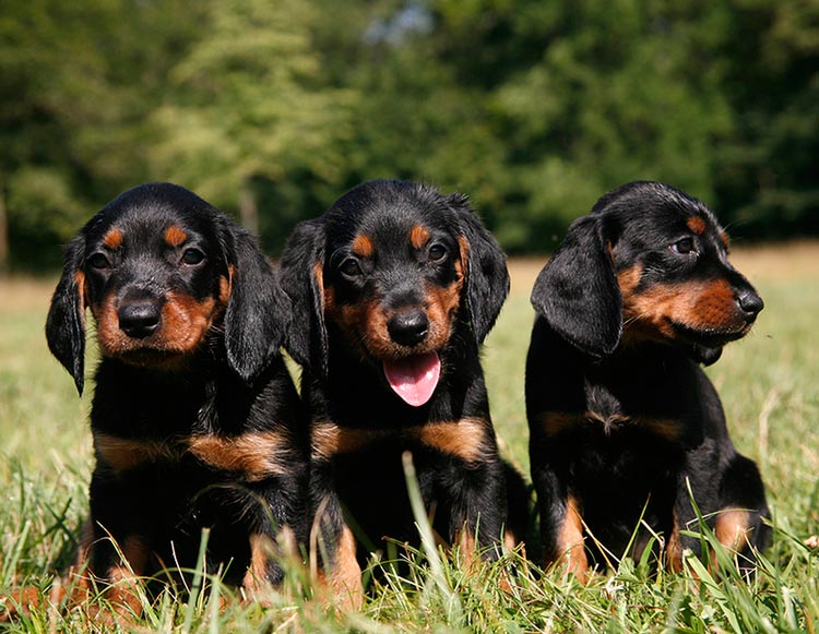 chiots policiers slovaques