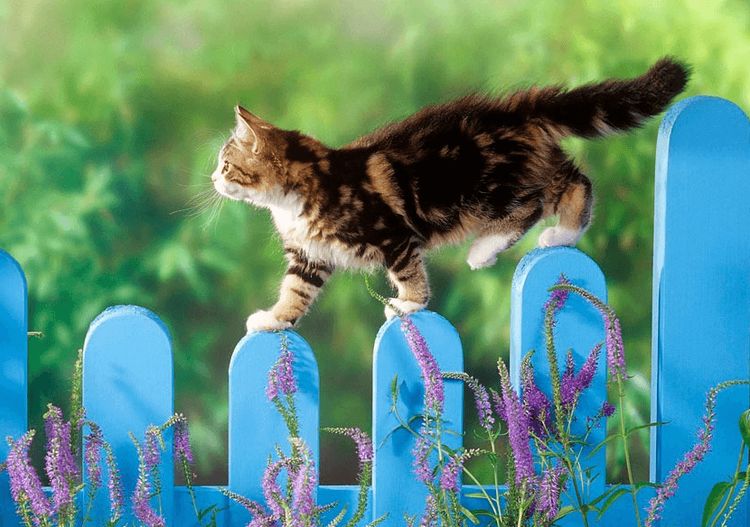 Le chat longe la clôture