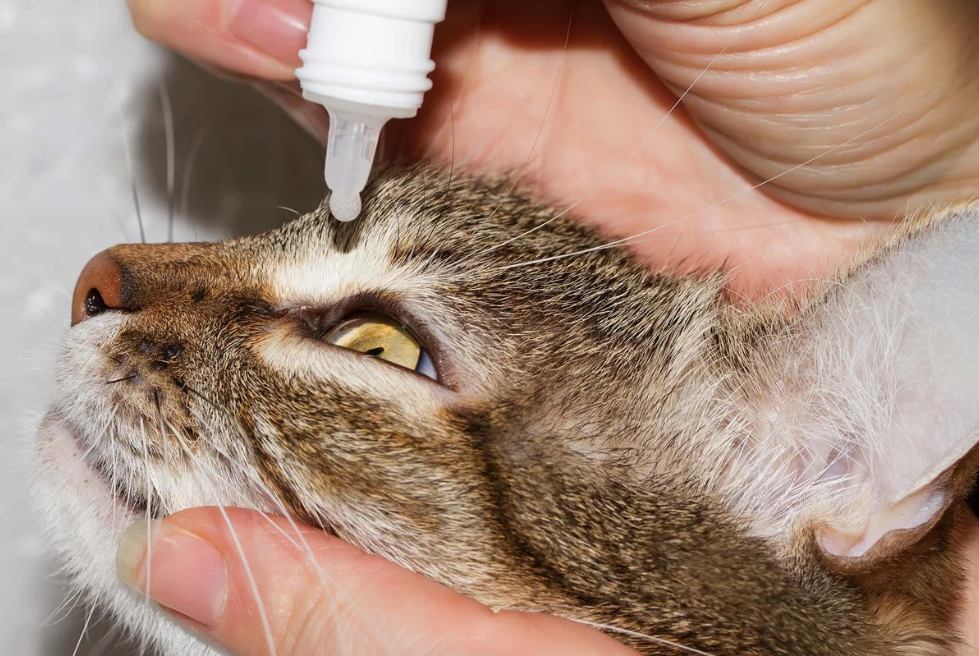 Mettre des gouttes dans les yeux d'un chat