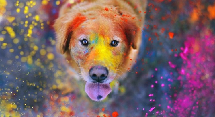 Le chien a mangé la peinture