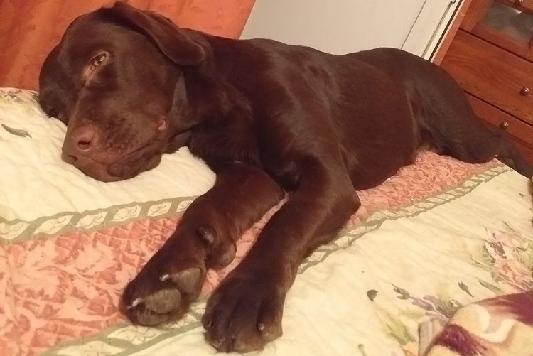 Le chien a été empoisonné par du vernis