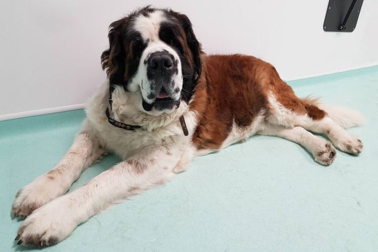 Un chien chez le vétérinaire