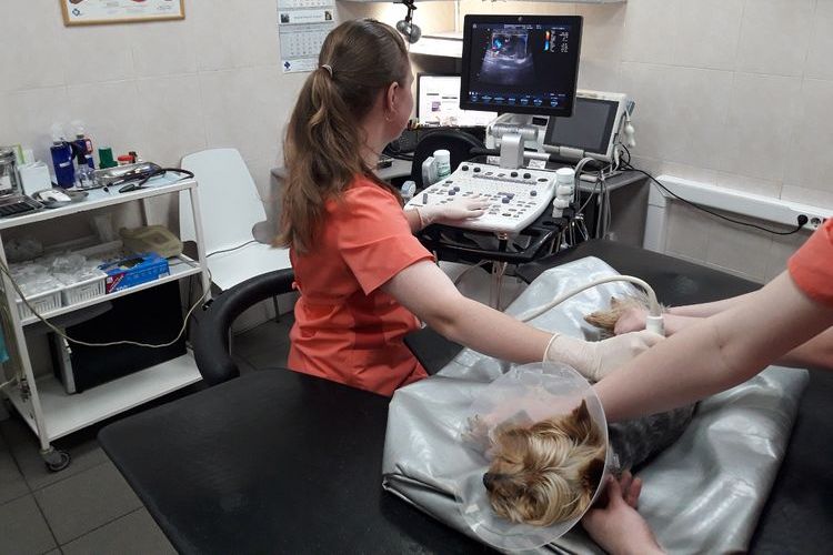 Le chien subit une échographie.