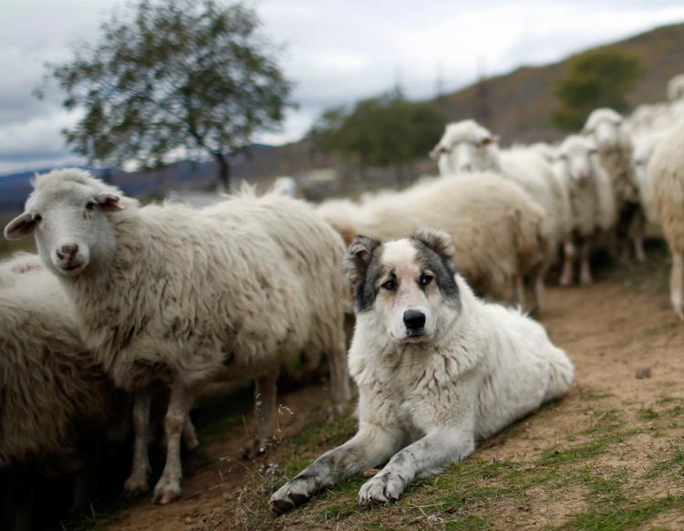 Berger grec avec ses moutons