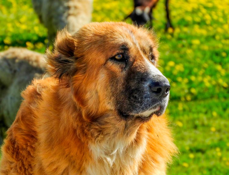 race de chien Berger Grec