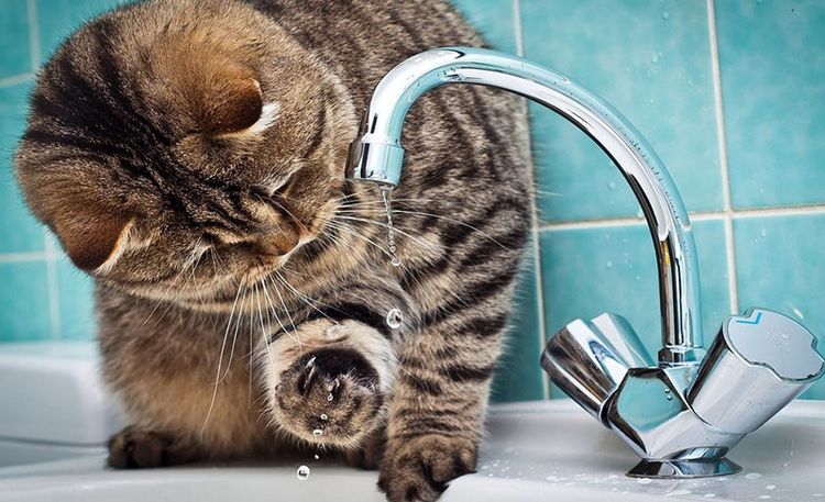 Le chat teste l'eau avec sa patte.