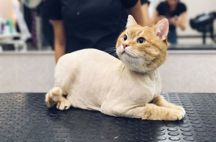Chat roux après une coupe de cheveux