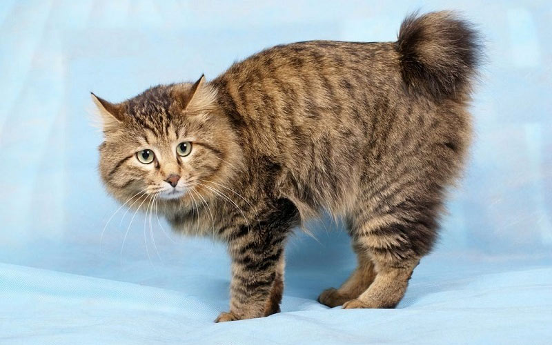 Bobtail des Kouriles