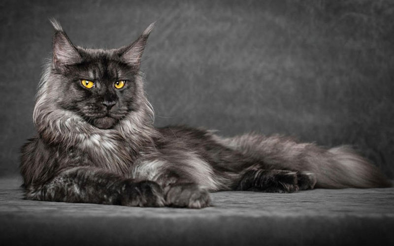 Maine Coon - races de chats rares