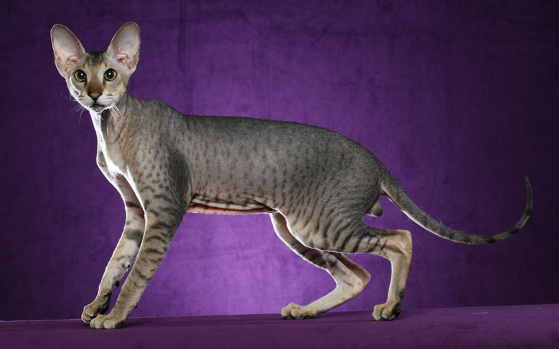 Peterbald - une race de chat rare