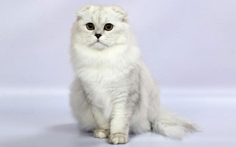 Les Highland Folds sont une race de chat rare.