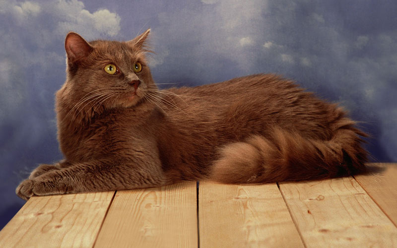 Les Chantilly-Tiffany sont des races de chats rares.