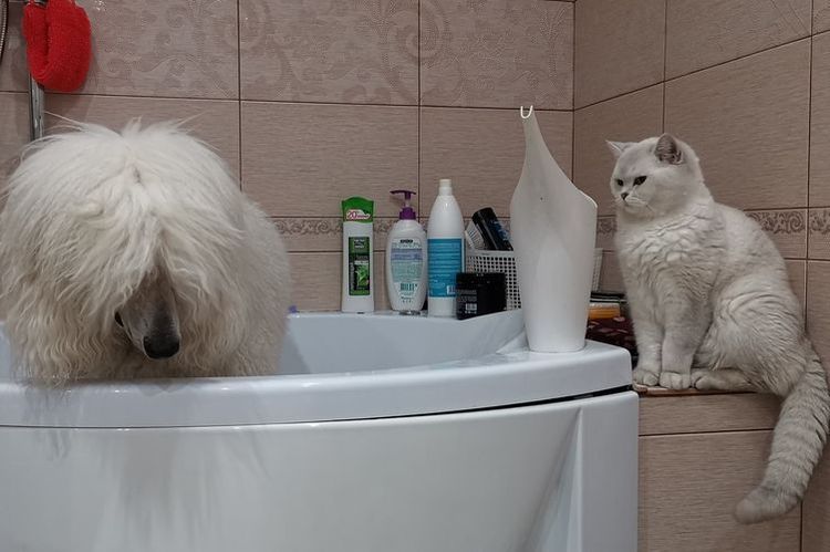 Baigner un chien blanc