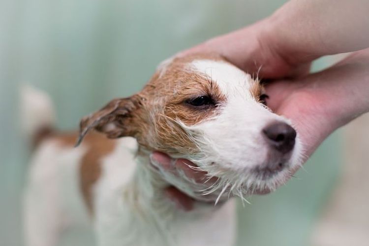 Donner un bain à un chien