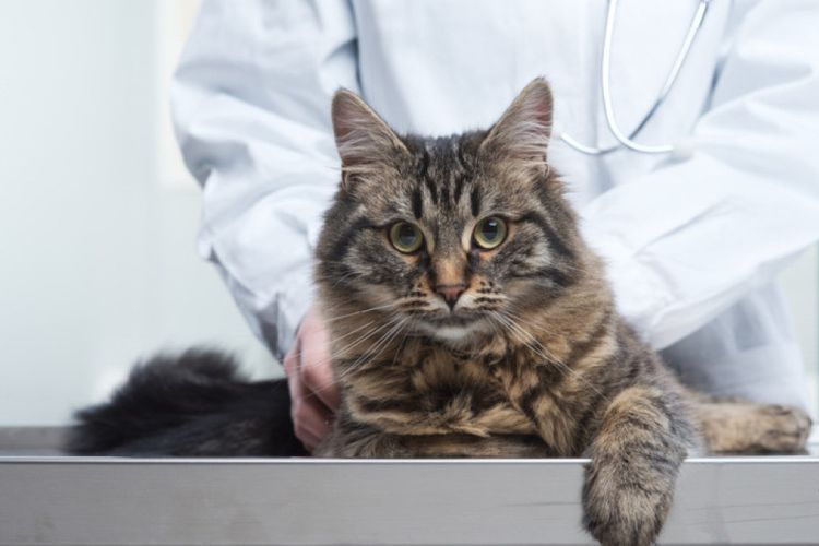 Un vétérinaire examine un chat