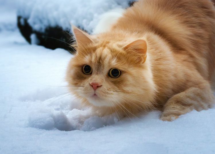 Existe-t-il des chats roux ? Chat roux duveteux dans la neige