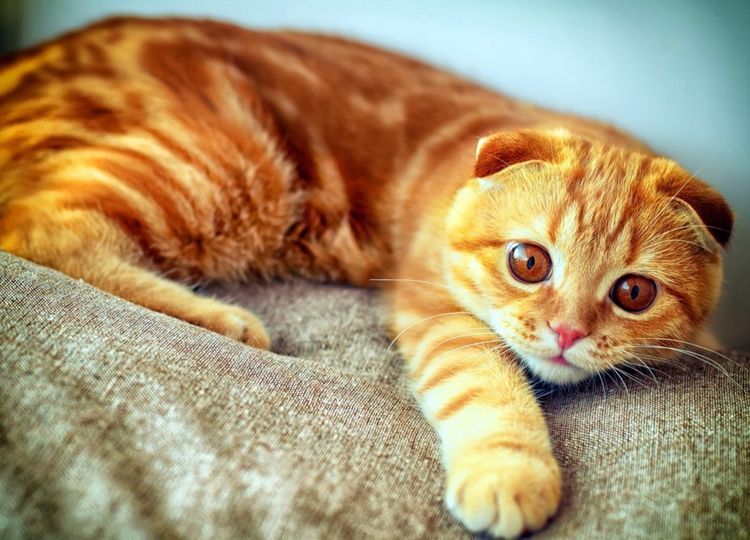 Existe-t-il des chats roux ? Chat roux à oreilles tombantes