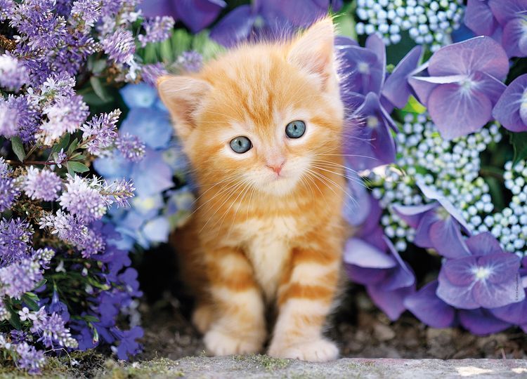 Existe-t-il des chats roux ? Chaton roux aux yeux bleus