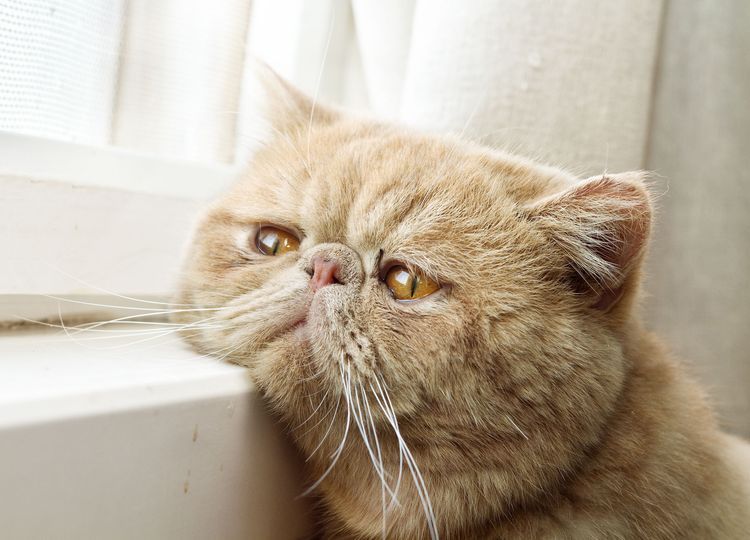 Existe-t-il des chats roux ? Chat persan roux