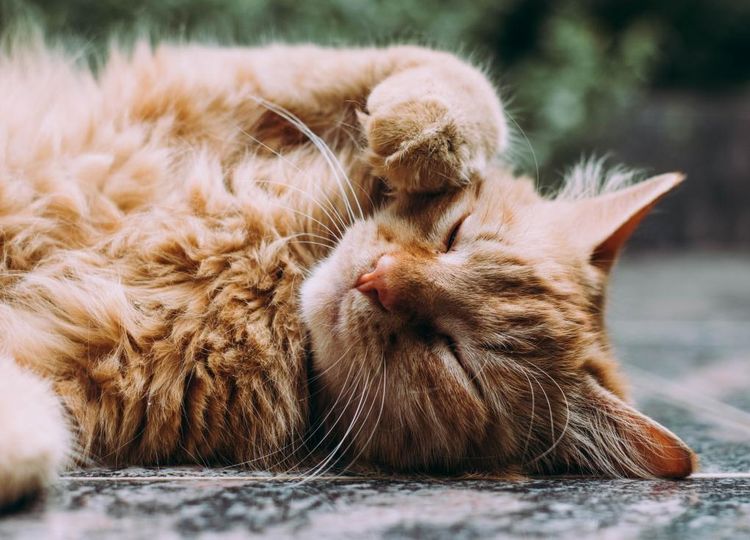 Existe-t-il des chats roux ? Chat roux duveteux