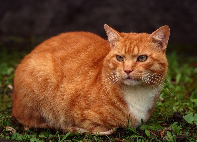Existe-t-il des chats roux ? chat roux