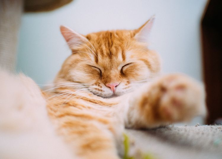 Existe-t-il des chats roux ? Un chat roux dort sur le rebord de la fenêtre.