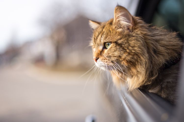 Chat duveteux dans la voiture